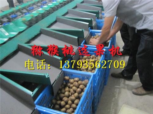 猕猴桃土豆苹果选果机设备 省人工智能型猕猴桃选果机 山东高质量选果机设备